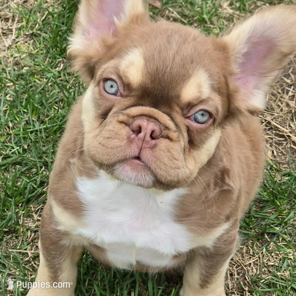 Hershey chocolate & tan fluffy – French Bulldog puppy for sale in Carthage, MO