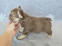 Hershey chocolate & tan fluffy, a male French Bulldog for sale in Carthage, MO – Photo 8 of 10