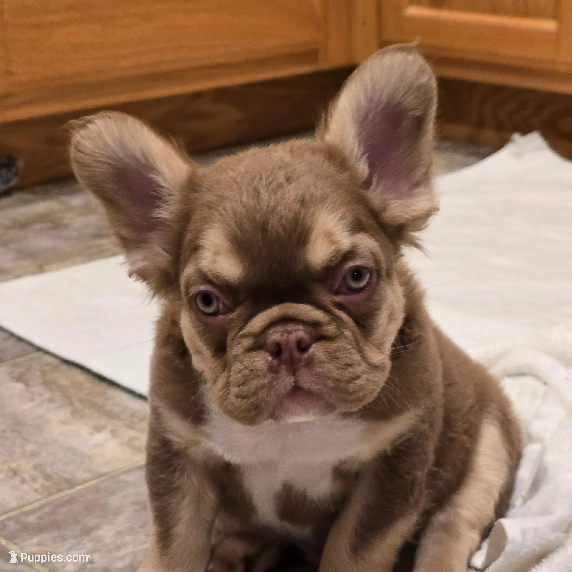 Hershey chocolate & tan fluffy