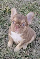 Hershey chocolate & tan fluffy, a male French Bulldog for sale in Carthage, MO – Photo 4 of 10