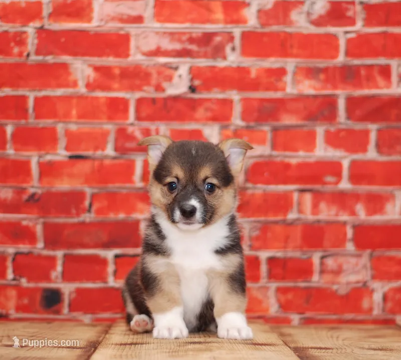 Maverick – Pembroke Welsh Corgi puppy for sale in Burlington, MI