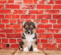 Maverick, a male Pembroke Welsh Corgi for sale in Burlington, MI – 1 of 3