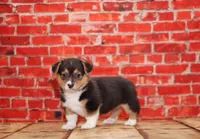 Bruno, a male Pembroke Welsh Corgi for sale in Burlington, MI – 3 of 3