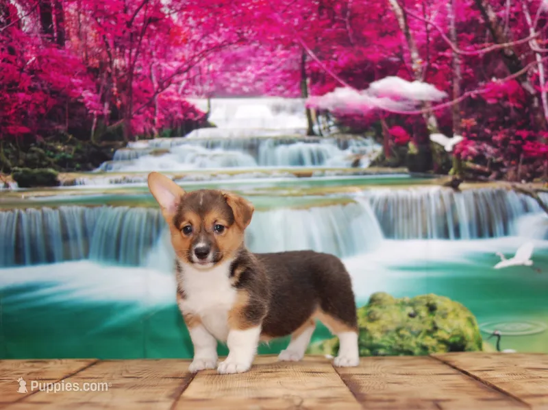 Katy – Pembroke Welsh Corgi puppy for sale in Burlington, MI