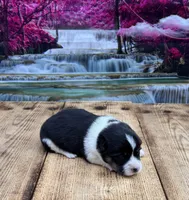 LuLu, a female Pembroke Welsh Corgi for sale in Burlington, MI – 2 of 4