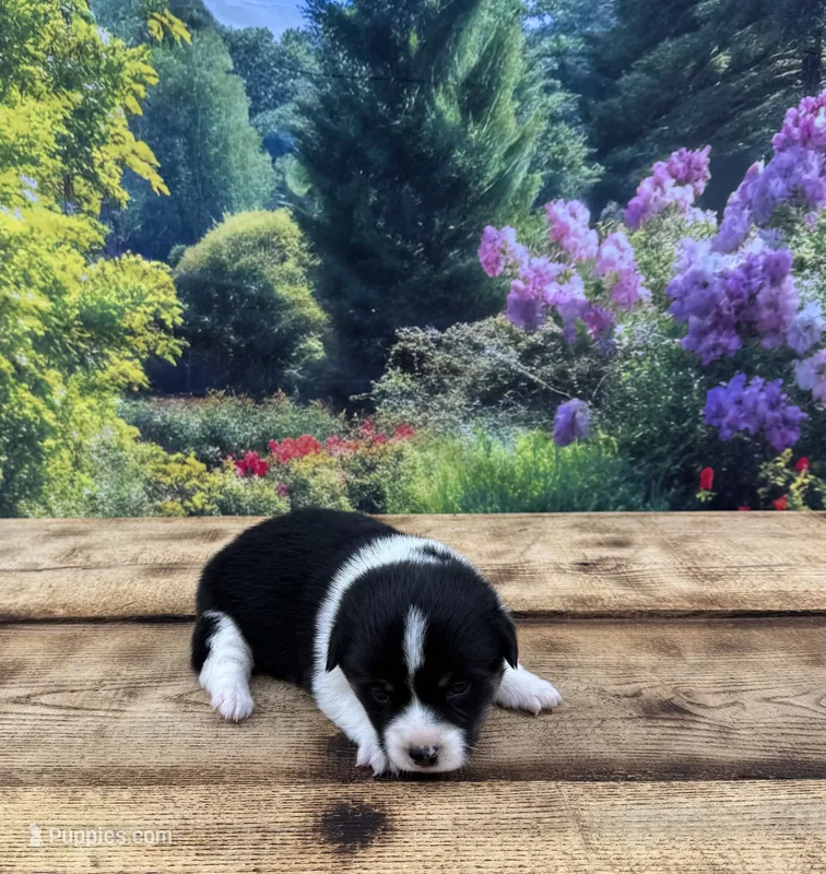 LuLu – Pembroke Welsh Corgi puppy for sale in Burlington, MI