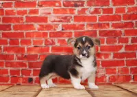Thor, a male Pembroke Welsh Corgi for sale in Burlington, MI – 3 of 3