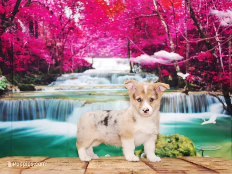 Bowie – Pembroke Welsh Corgi puppy for sale in Burlington, MI