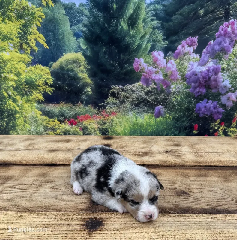 Zoey – Pembroke Welsh Corgi puppy for sale in Burlington, MI