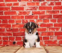 Loki, a male Pembroke Welsh Corgi for sale in Burlington, MI – 2 of 3