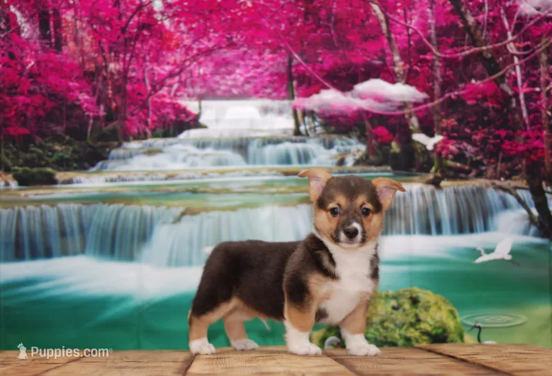 Maverick – Pembroke Welsh Corgi puppy for sale in Burlington, MI