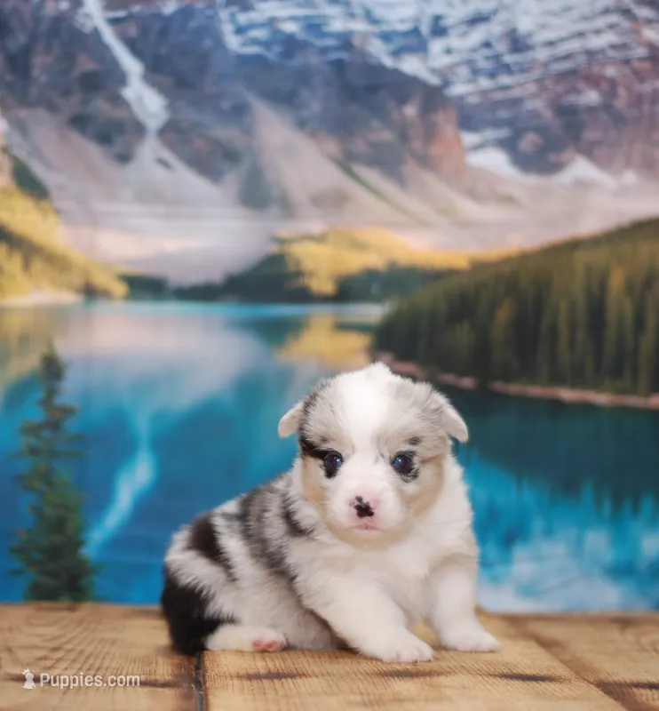 Tucker – Pembroke Welsh Corgi puppy for sale in Burlington, MI
