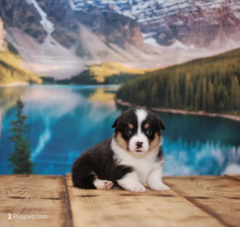 Finn – Pembroke Welsh Corgi puppy for sale in Burlington, MI
