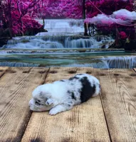 Tucker, a male Pembroke Welsh Corgi for sale in Burlington, MI – 2 of 5