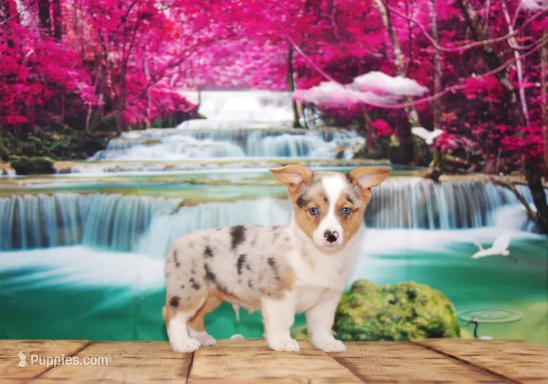 Orion – Pembroke Welsh Corgi puppy for sale in Burlington, MI