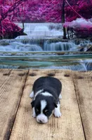 Finn, a male Pembroke Welsh Corgi for sale in Burlington, MI – 3 of 4