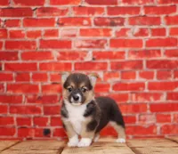 Maverick, a male Pembroke Welsh Corgi for sale in Burlington, MI – 2 of 3