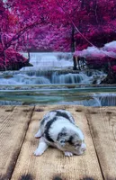 Zoey, a female Pembroke Welsh Corgi for sale in Burlington, MI – 2 of 5