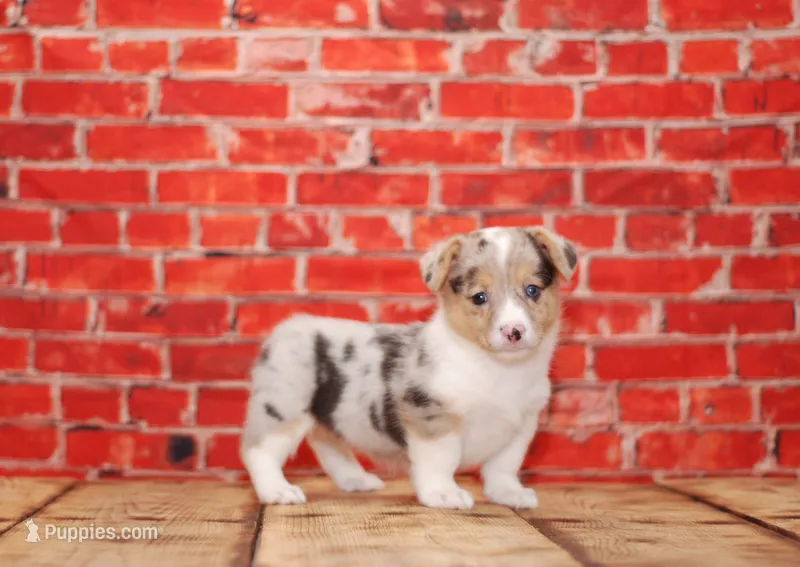 Dory – Pembroke Welsh Corgi puppy for sale in Burlington, MI