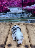Tucker, a male Pembroke Welsh Corgi for sale in Burlington, MI – 4 of 5