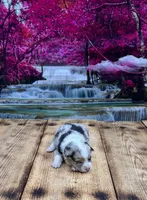 Zoey, a female Pembroke Welsh Corgi for sale in Burlington, MI – 4 of 5