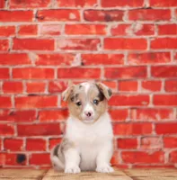 Dory, a female Pembroke Welsh Corgi for sale in Burlington, MI – 2 of 3