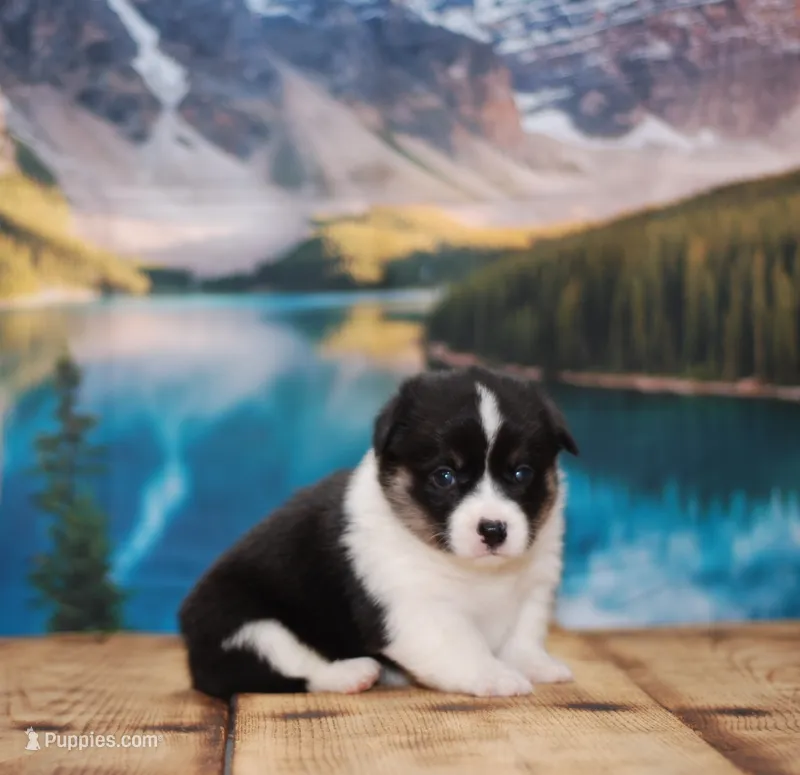 LuLu – Pembroke Welsh Corgi puppy for sale in Burlington, MI