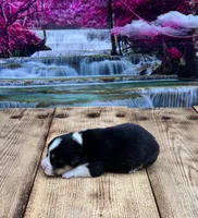 Finn, a male Pembroke Welsh Corgi for sale in Burlington, MI – 2 of 4