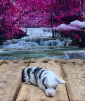 Tucker, a male Pembroke Welsh Corgi for sale in Burlington, MI – 3 of 5