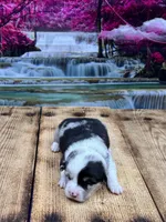 Leo, a male Pembroke Welsh Corgi for sale in Burlington, MI – 3 of 4