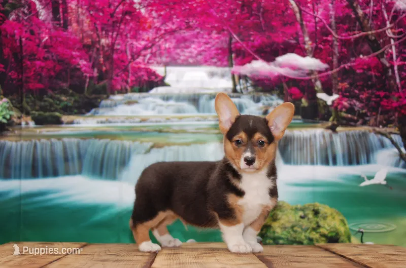 Bruno – Pembroke Welsh Corgi puppy for sale in Burlington, MI