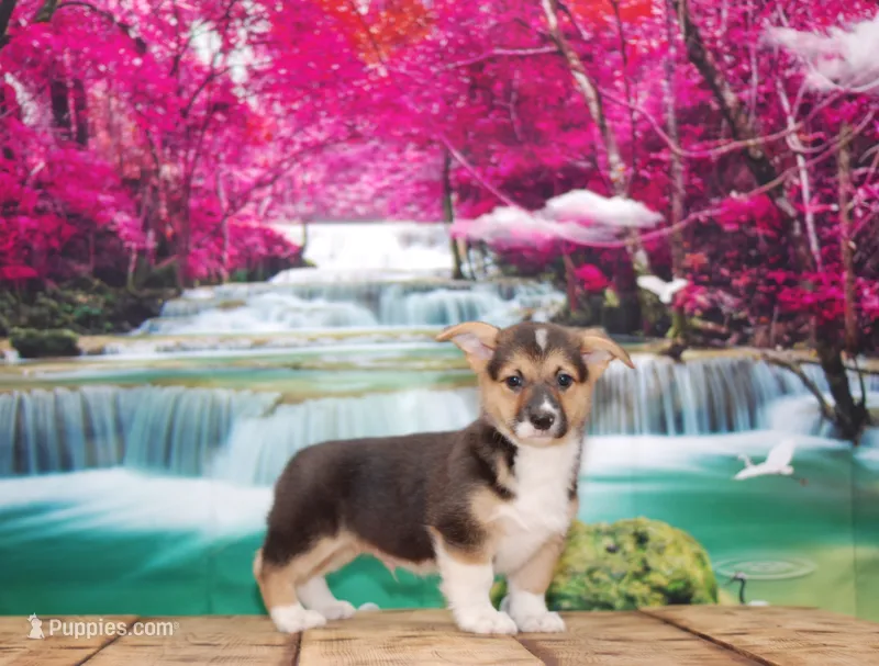 Thor – Pembroke Welsh Corgi puppy for sale in Burlington, MI