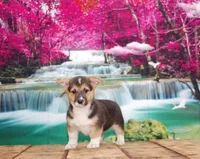 Thor, a male Pembroke Welsh Corgi for sale in Burlington, MI – 3 of 6