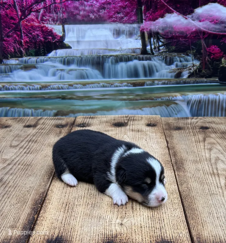 Finn – Pembroke Welsh Corgi puppy for sale in Burlington, MI