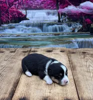 Finn, a male Pembroke Welsh Corgi for sale in Burlington, MI – 1 of 4