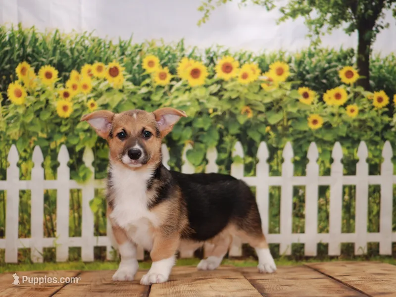 Thor – Pembroke Welsh Corgi puppy for sale in Burlington, MI
