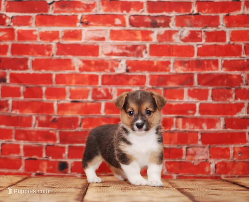 Katy – Pembroke Welsh Corgi puppy for sale in Burlington, MI