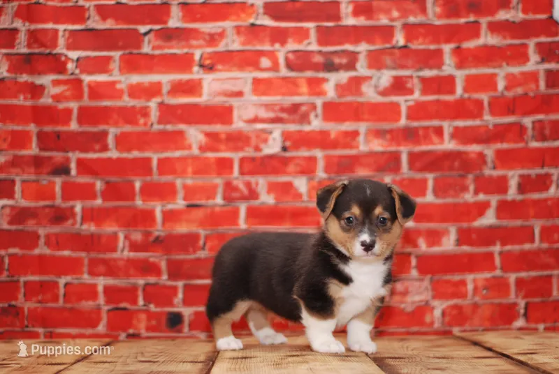 Bruno – Pembroke Welsh Corgi puppy for sale in Burlington, MI