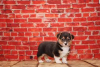 Bruno, a male Pembroke Welsh Corgi for sale in Burlington, MI – 1 of 3