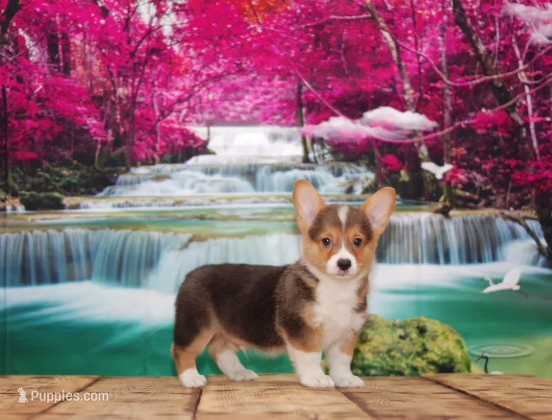 Simba – Pembroke Welsh Corgi puppy for sale in Burlington, MI