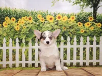 Tucker, a male Pembroke Welsh Corgi for sale in Burlington, MI – 3 of 3