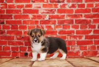 Katy, a female Pembroke Welsh Corgi for sale in Burlington, MI – 2 of 3