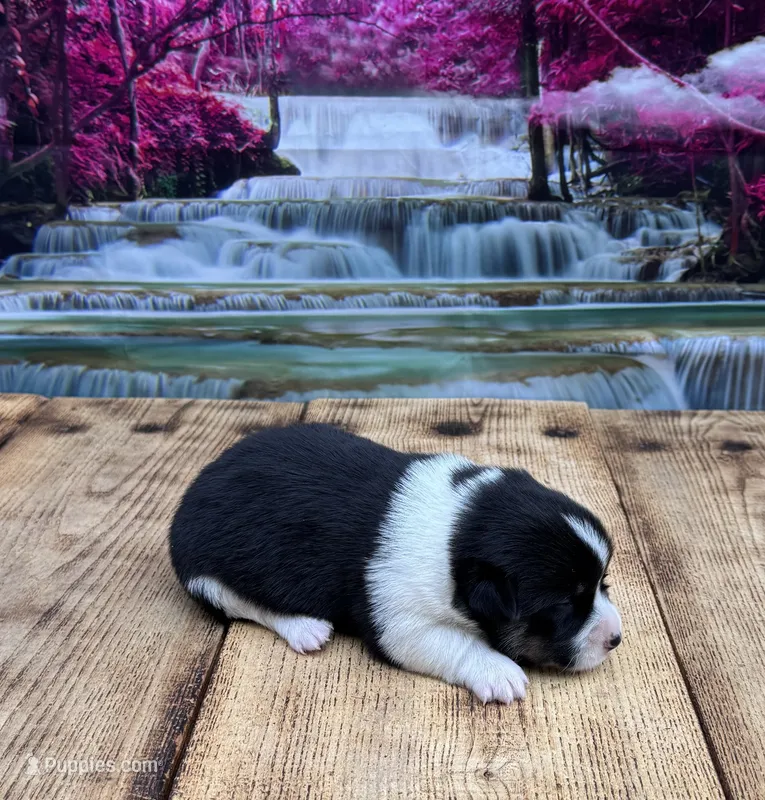 LuLu – Pembroke Welsh Corgi puppy for sale in Burlington, MI