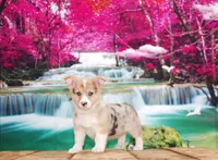 Bowie, a male Pembroke Welsh Corgi for sale in Burlington, MI – 3 of 6