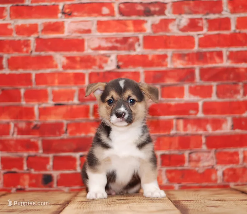 Thor – Pembroke Welsh Corgi puppy for sale in Burlington, MI