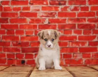 Bowie, a male Pembroke Welsh Corgi for sale in Burlington, MI – 2 of 3