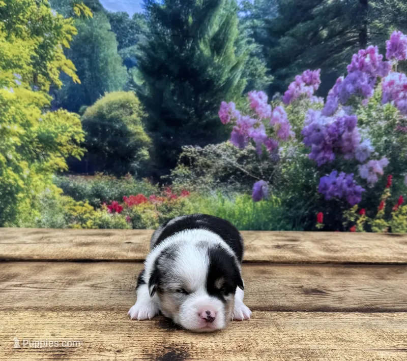 Leo – Pembroke Welsh Corgi puppy for sale in Burlington, MI