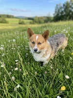 Thor, a male Pembroke Welsh Corgi for sale in Burlington, MI – 5 of 6