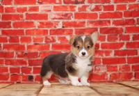 Simba, a male Pembroke Welsh Corgi for sale in Burlington, MI – 1 of 3