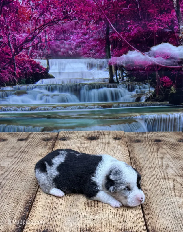 Leo – Pembroke Welsh Corgi puppy for sale in Burlington, MI